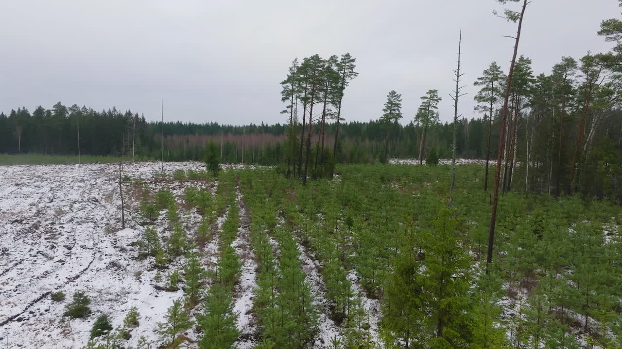 가운 눈으로 인 나무, 북유럽 숲, 소나무 숲, 안개가 가득 찬 겨울 날, 안개, 낮은 구름 이동, 넓은 드론 촬영, 낮은 앞으로 이동