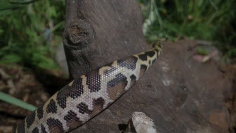 burmese python slithering on wooden stump