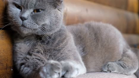 Cute Scottish Fold Cat Relaxing