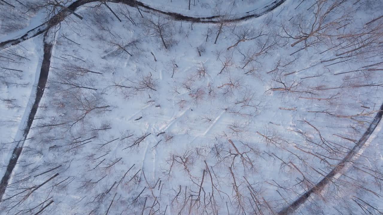 Vista aerea di una foresta innevata a Mississauga, che cattura serenità e calma invernale.