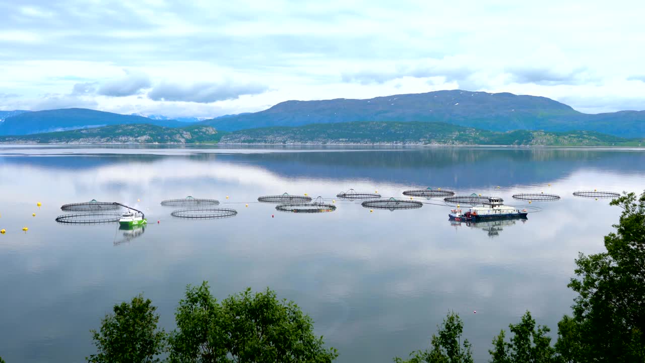 연어 농장  ⁇ 시