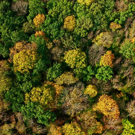 autumn trees from above. colorful background of autumn wood at sunlight. beautiful scenery of green and yellow top trees in early autumn.