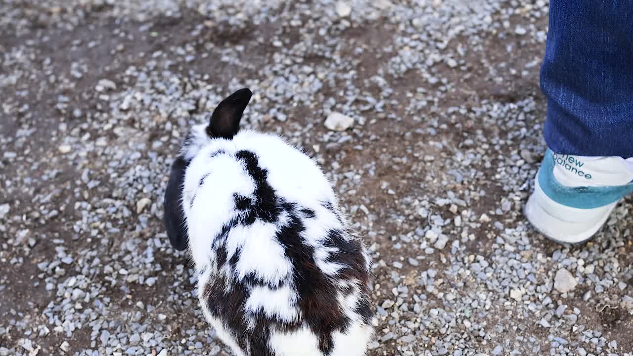 땅 위에 있는 반점 토끼