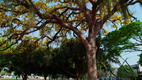 Vuelo-Aéreo-Bajo-El-Majestuoso-árbol-De-Trompeta-Dorada-Y-Luego-Ascendiendo,-Brasil