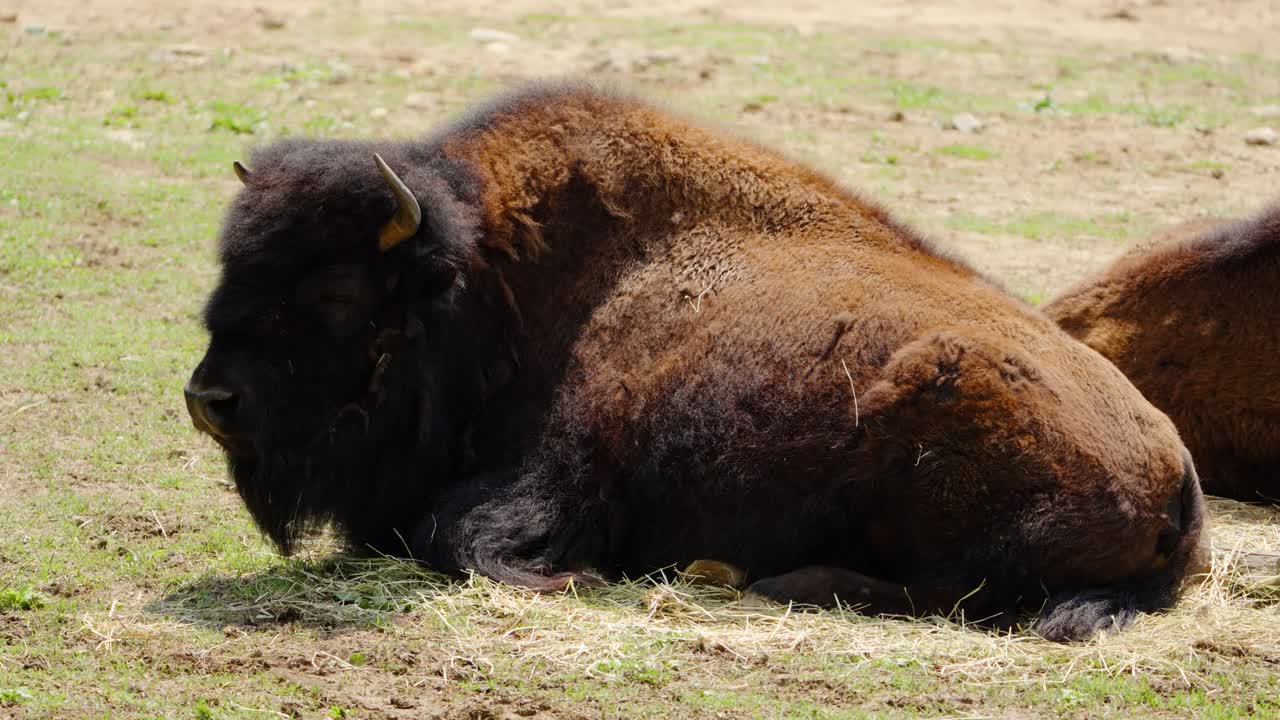 A large American bison (Bison bison), also known as a buffalo, rests on a grassy field in its enclosure at Seoul Grand Park Zoo, chewing cud in the bright summer sun.