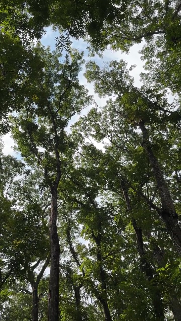 Low Angle View of Tall Trees in a Lush Forest