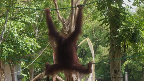 rear of an orangutan hanging on rope in zoo, static shot