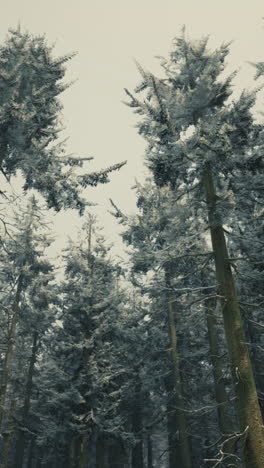 winter wonderland: snow covered pine forest