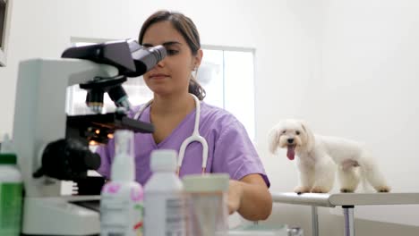 clinic staff with woman working as veterinary in pet shop