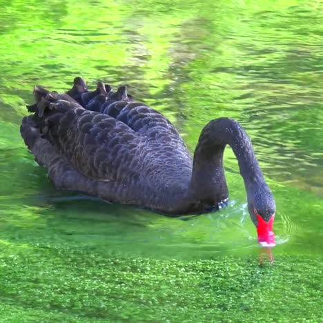 A-beautiful-black-swan-glides-along-a-green-stream