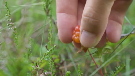 Hand-Picking-Ripe-Cloudberry-In-The-Forest