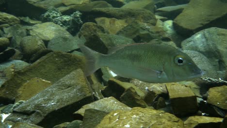 Black-Spot-Emperor-fish-casually-swimming-on-rocky-ocean-floor,-slow-motion,-HD