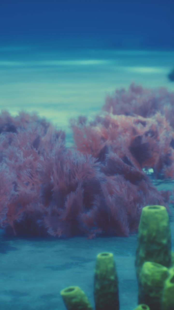 прекрасный подводный коралловый риф