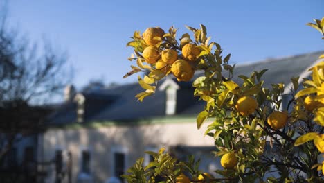 Slow-motion-track-shot-of-juicy-lemons-on-tree-on-old-Cape-farm-in-Western-Cape,-South-Africa