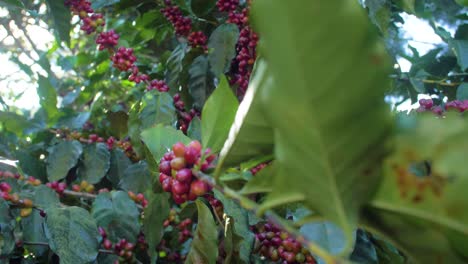 a coffee plant filled with red ripe coffee beans fruit in a windy field