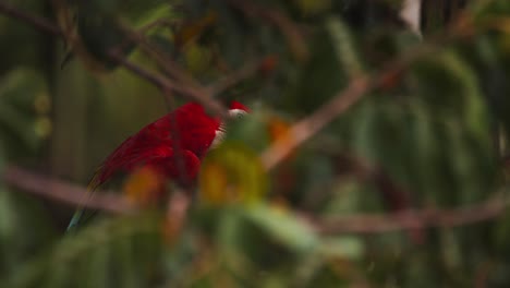 Scarlet Macaw perched high in a tree, partially hidden close-up view of its vibrant feathers in the Amazon rainforest.