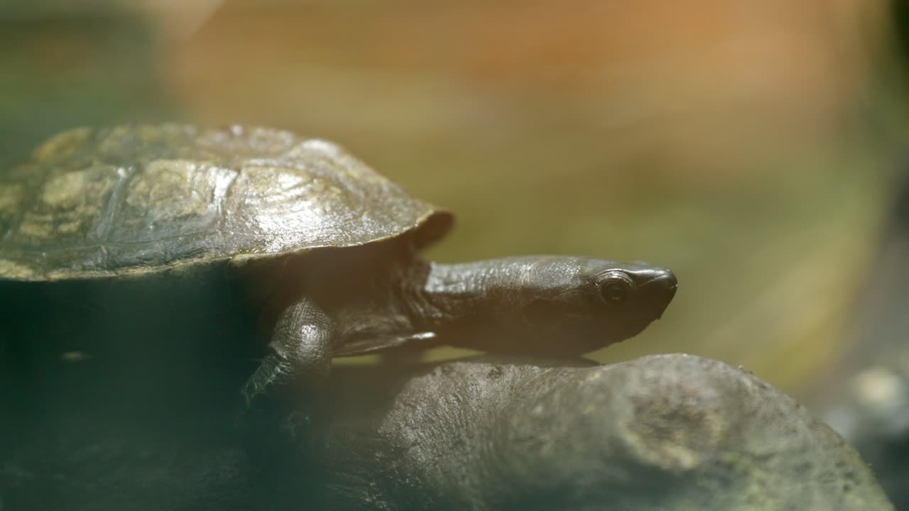 Reeve's turtle walking on a rock in natural habitat