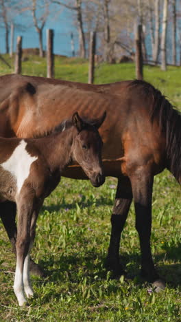 cute long legged foal shakes head standing by mother eating grass on field at paddock slow motion. healthy colt with white stain grazes with dam on farm meadow