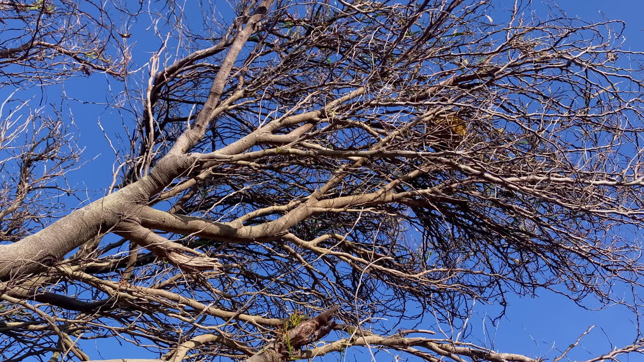 Kahle Äste erzeugen organische Muster vor einem klaren, blauen Küstenhimmel