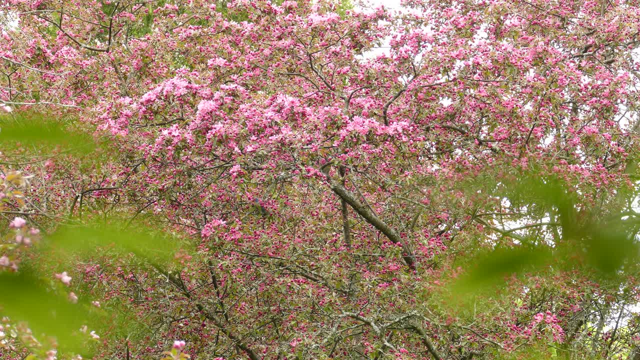 여기 저기 흔들리는 작은 새를 보여주는 숲 속의 분홍색 꽃나무의 영화적 전망