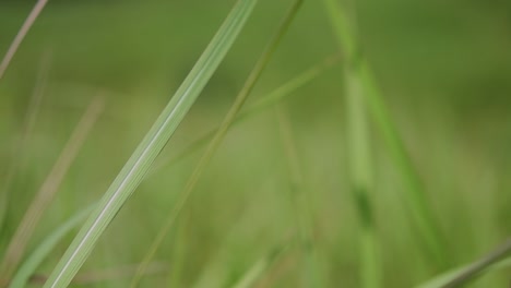 Ein-Mehrjähriges-Gras,-Das-Im-Tropischen-Und-Subtropischen-Asien-Beheimatet-Ist-Und-Auch-In-Mehrere-Länder-Eingeführt-Wurde