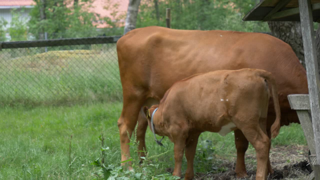 Un vitello marrone beve latte e succhia le mammelle dalla madre mucca