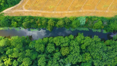 Vista-De-Arriba-Hacia-Abajo-Sobre-El-Río-Sinuoso-Exótico-Fluye-A-Través-De-Humedales-Verdes