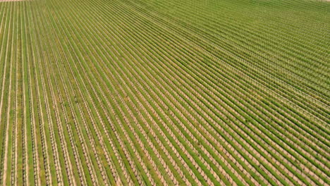 campos agrícolas en el campo rural, panorámica aérea