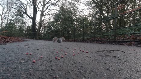 caucasian male human hand giving adorable cute squirrels in autumn public park