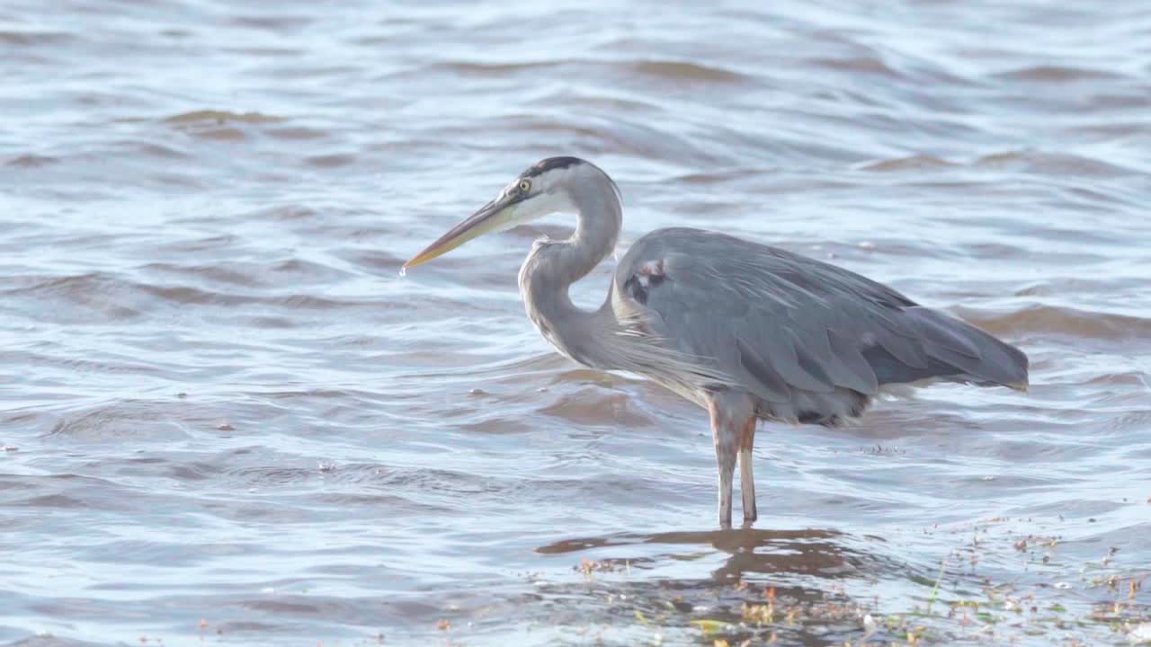 그레이트 블루 헤론은 슬로우 모션으로 바다 물을 참을성 있게 마신다