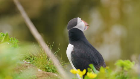 Close-up-Puffin-shaking-it's-head-with-tongue-sticking-out,-rousing,-Slomo