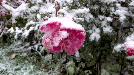 primer plano de flor rosa y nieve