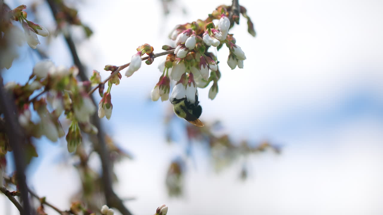 A bumblebee pollinating a budding cherry blossom tree in slow motion