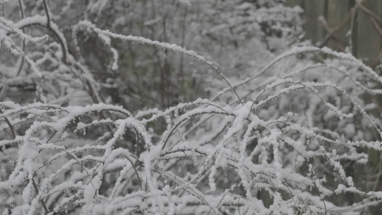 forte nevicata che cade in un giardino sui rami nel west yorkshire