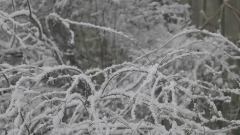 fuertes nevadas cayendo en un jardín sobre ramas en el oeste de yorkshire