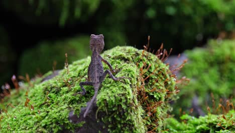 Visto-Desde-Atrás-Mirando-Hacia-La-Derecha-Y-Hacia-Adelante-Mientras-Respira,-Brown-Pricklenape-Acanthosaura-Lepidogaster,-Parque-Nacional-Khao-Yai