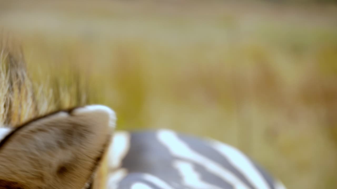 foto macro de moscas molestando a la cebra y haciéndola temblar