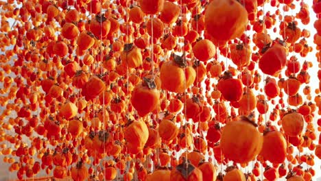 dried persimmon fruit production, hanged japanese style persimmons, beautiful pattern