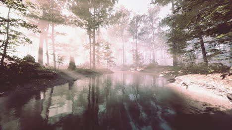 dark-pond-in-mysterious-forest