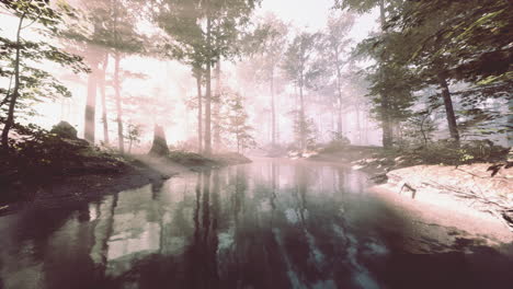 dark pond in mysterious forest
