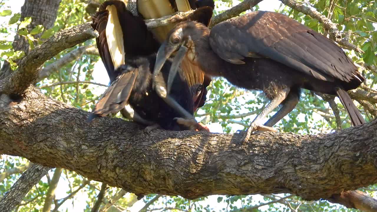 Southern Ground Hornbill, young playing with an adult in a tree. Close up view.