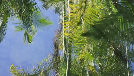 palm trees reflected in water at australia zoo