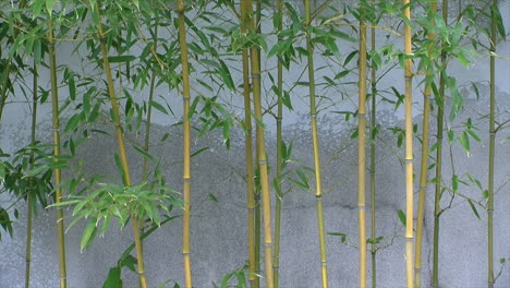 un grupo de plantas de bambú esbeltas crece frente a una pared de yeso