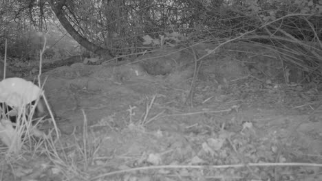 Fox-Eats-then-is-Chased-off-by-a-Badger-at-Twilight-in-England