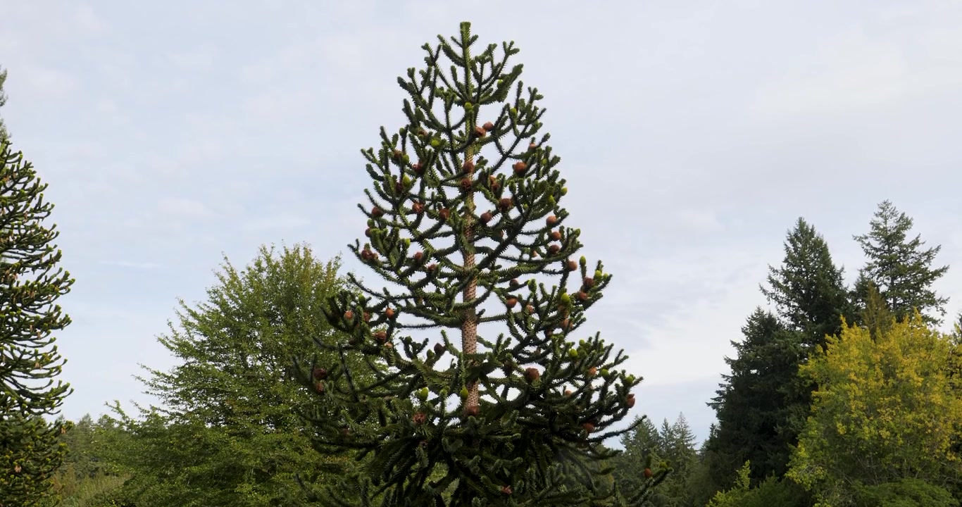 Pino del Cile (Araucaria araucana) nei Giardini Butchart di Victoria, Columbia Britannica, Canada.