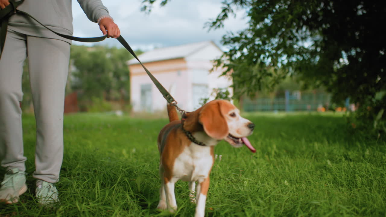 Golden Retriever wearing collar energetically shakes body while jumping on lush green grass beside owner holding leash outdoors, creating joyful playful moment surrounded by nature