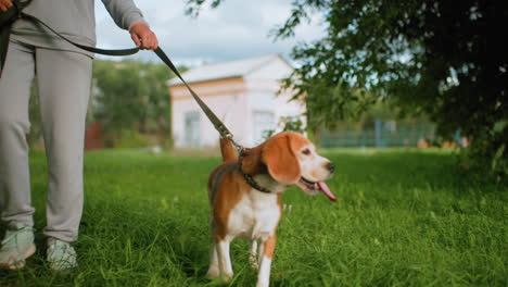 golden retriever wearing collar energetically shakes body while jumping on lush green grass beside owner holding leash outdoors, creating joyful playful moment surrounded by nature