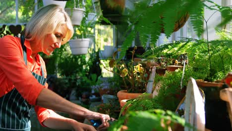 mature woman pruning plants