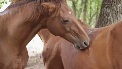 Comportamiento-Amistoso-Del-Caballo-Amor-Mutuo-Rascarse-La-Espalda