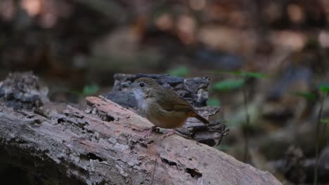 Die-Kamera-Zoomt-Heraus,-Während-Sie-Sich-Auf-Einem-Baumstamm-Umschaut,-Abbotts-Babbler-Malacocincla-Abbotti,-Thailand